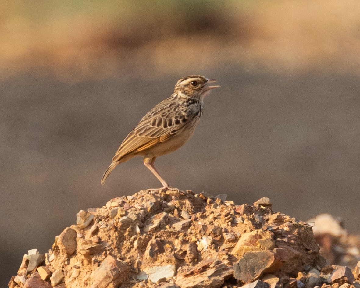 Indochinese Bushlark - Dixie Sommers