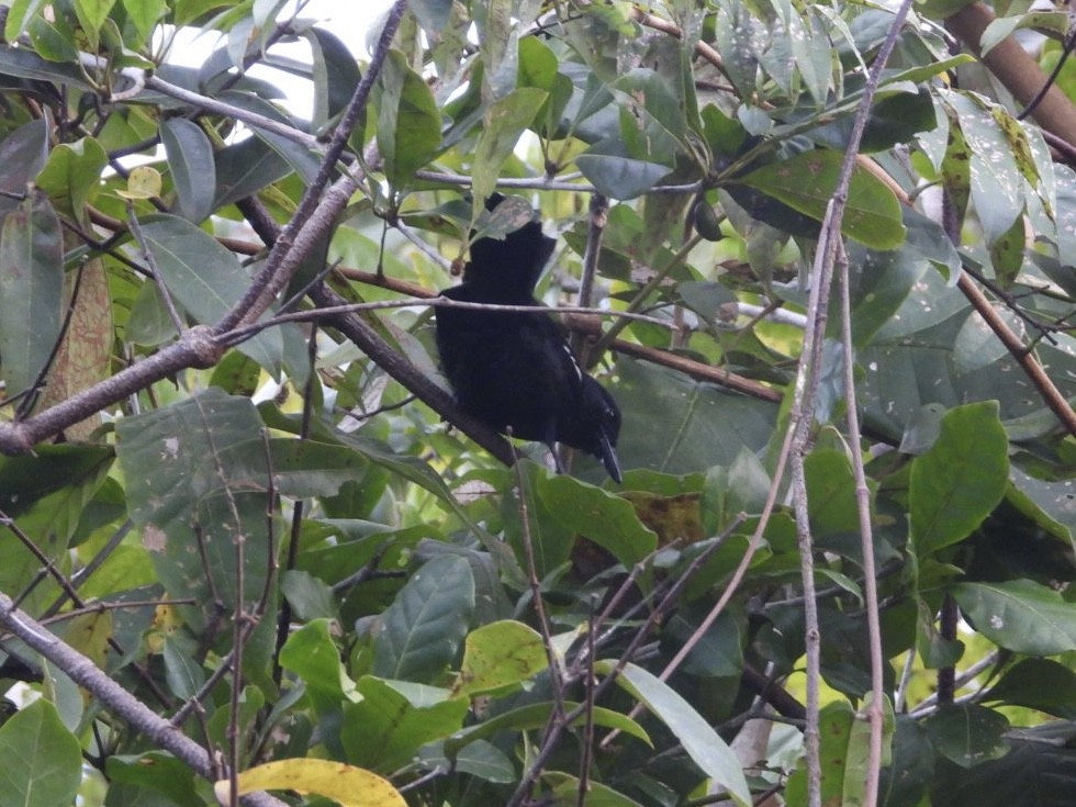 Glossy Antshrike - ML617323792