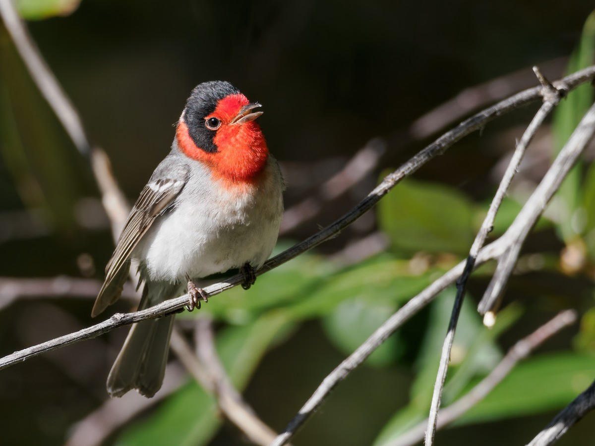 Red-faced Warbler - ML617323815