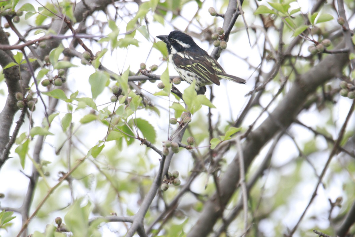 Spot-flanked Barbet - ML617323868