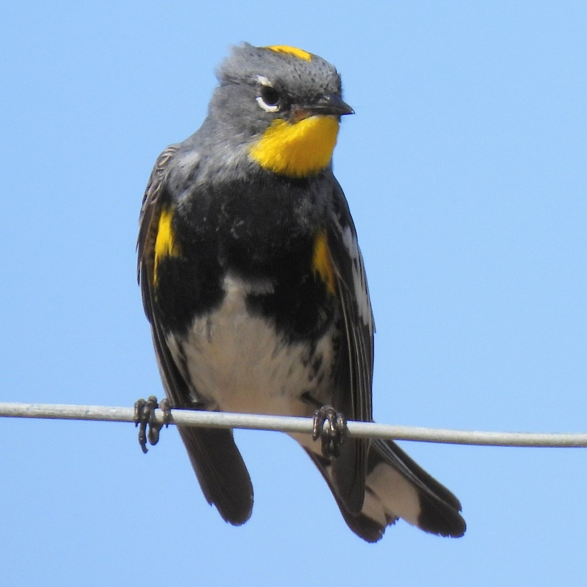 Yellow-rumped Warbler - Ed Daniels