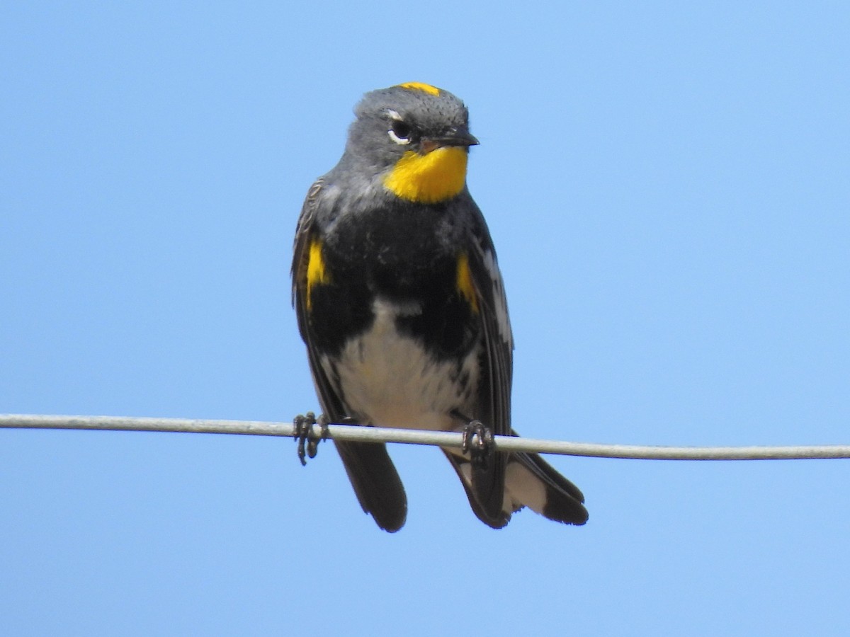 Yellow-rumped Warbler - Ed Daniels