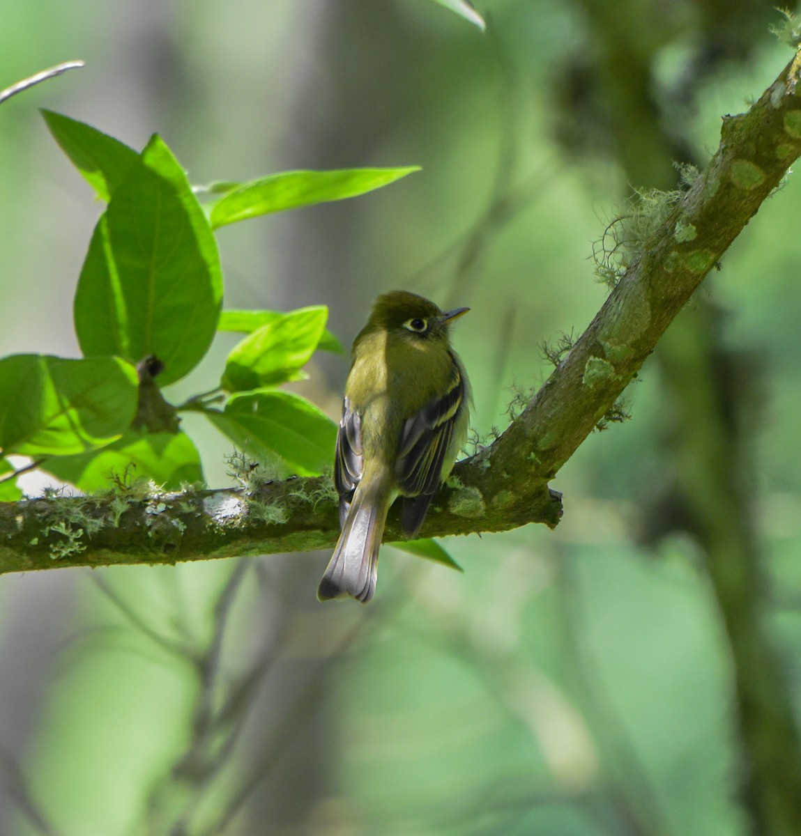 Yellowish Flycatcher - ML617323936