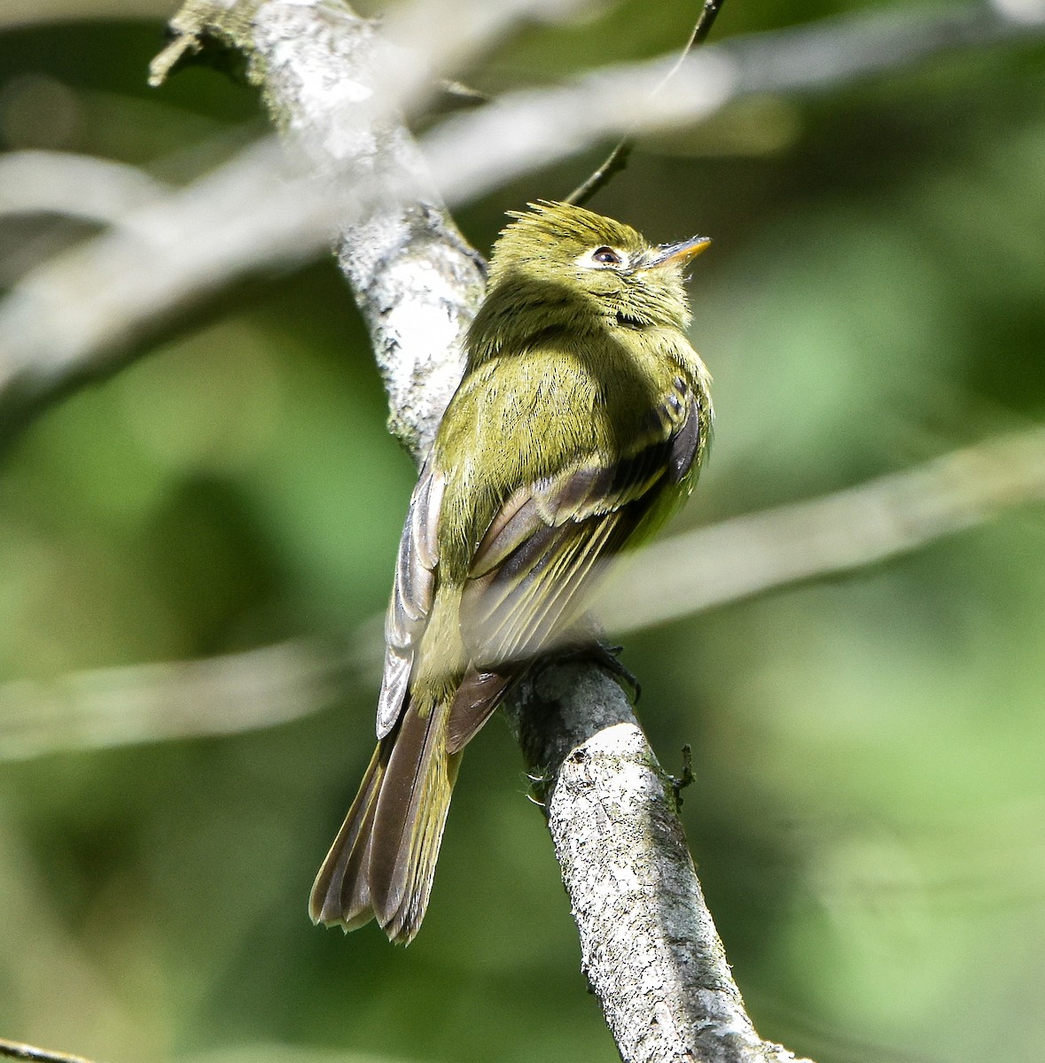 Yellowish Flycatcher - ML617323937