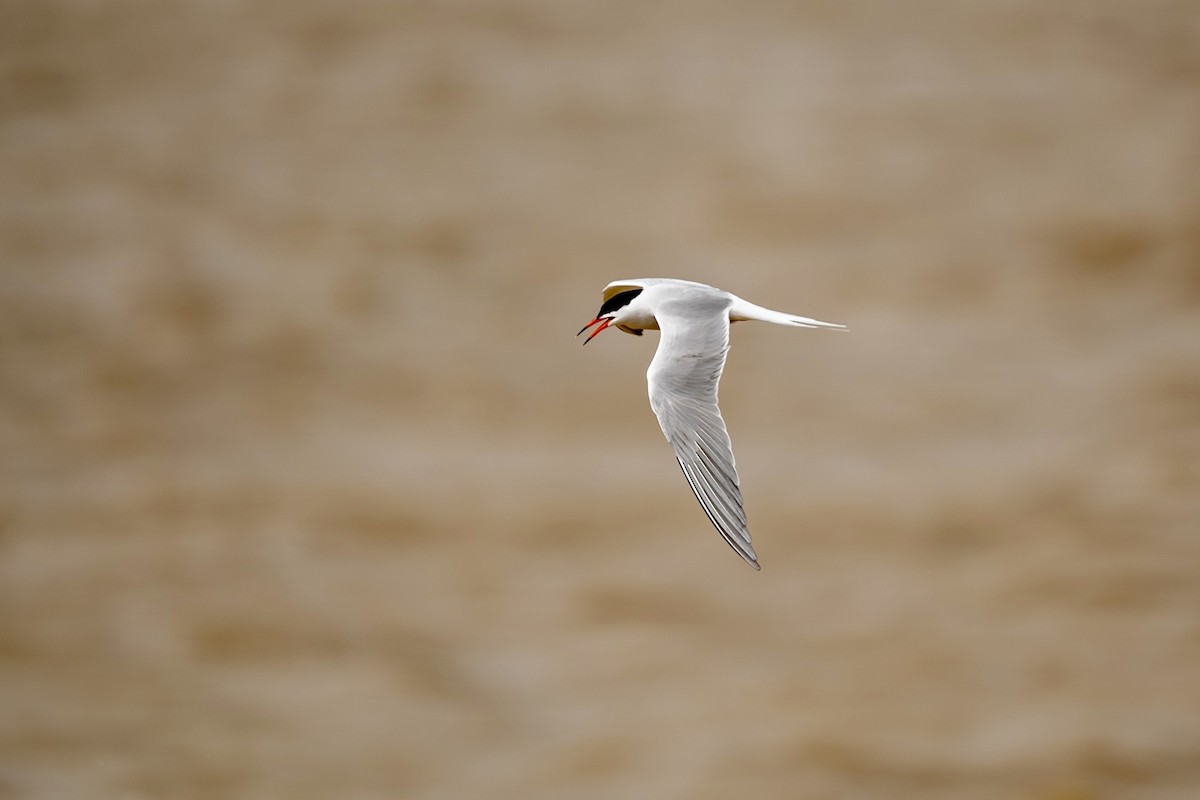 Common Tern - ML617324028