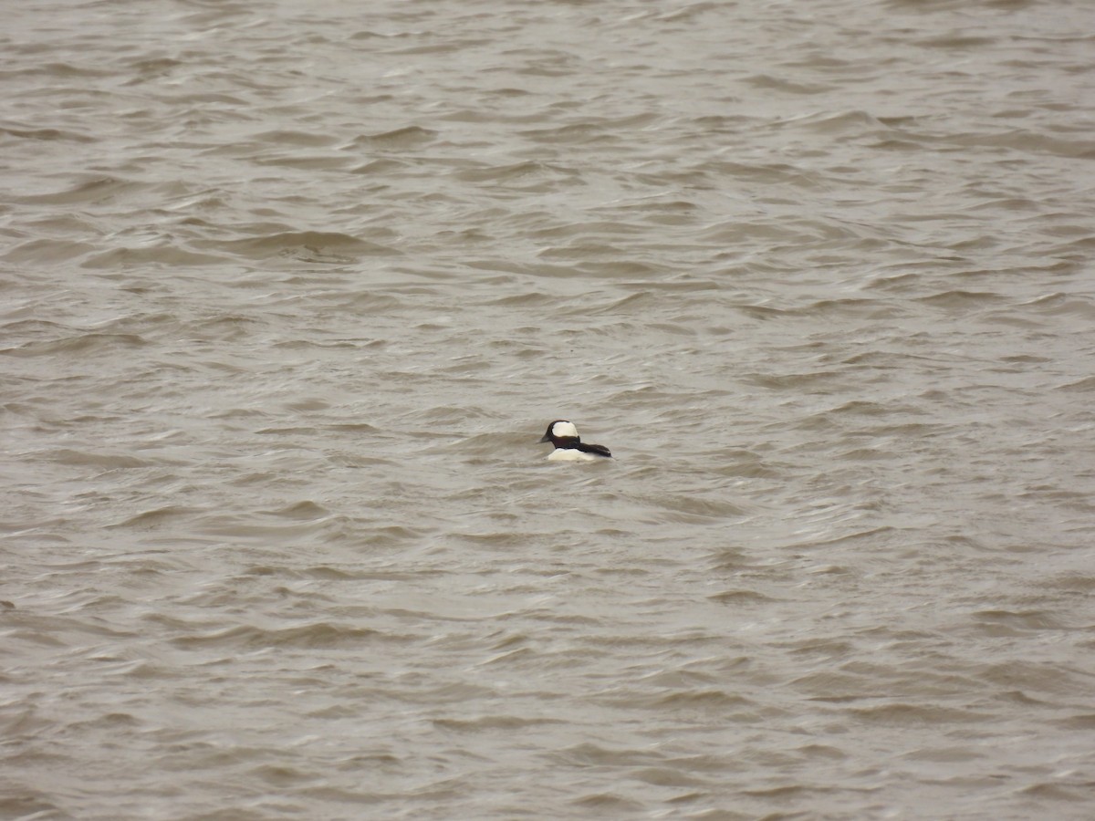 Bufflehead - John McKay