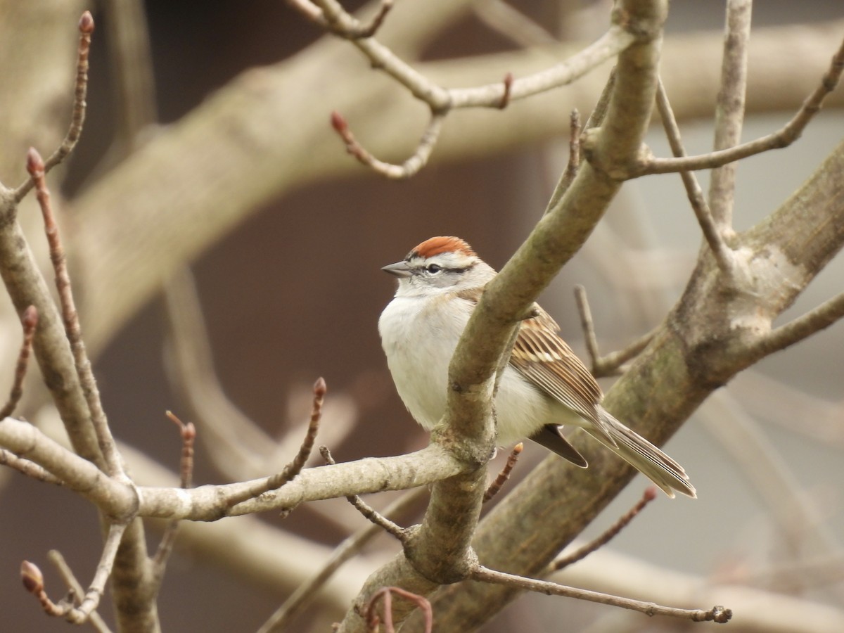 Chipping Sparrow - ML617324058