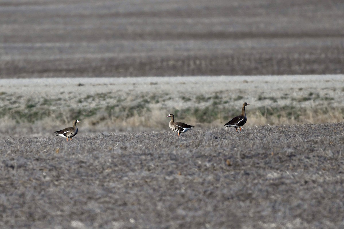 Greater White-fronted Goose - ML617324062