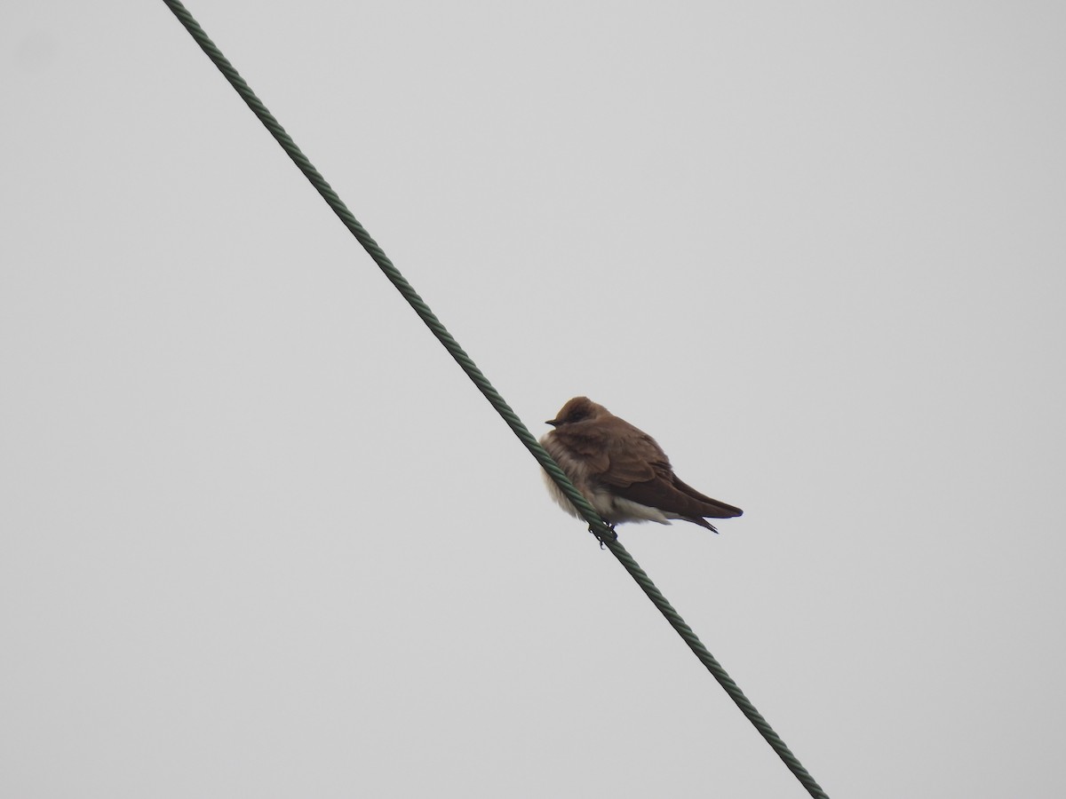 Northern Rough-winged Swallow - ML617324072