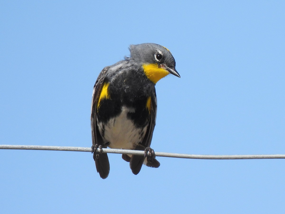 Yellow-rumped Warbler - Ed Daniels