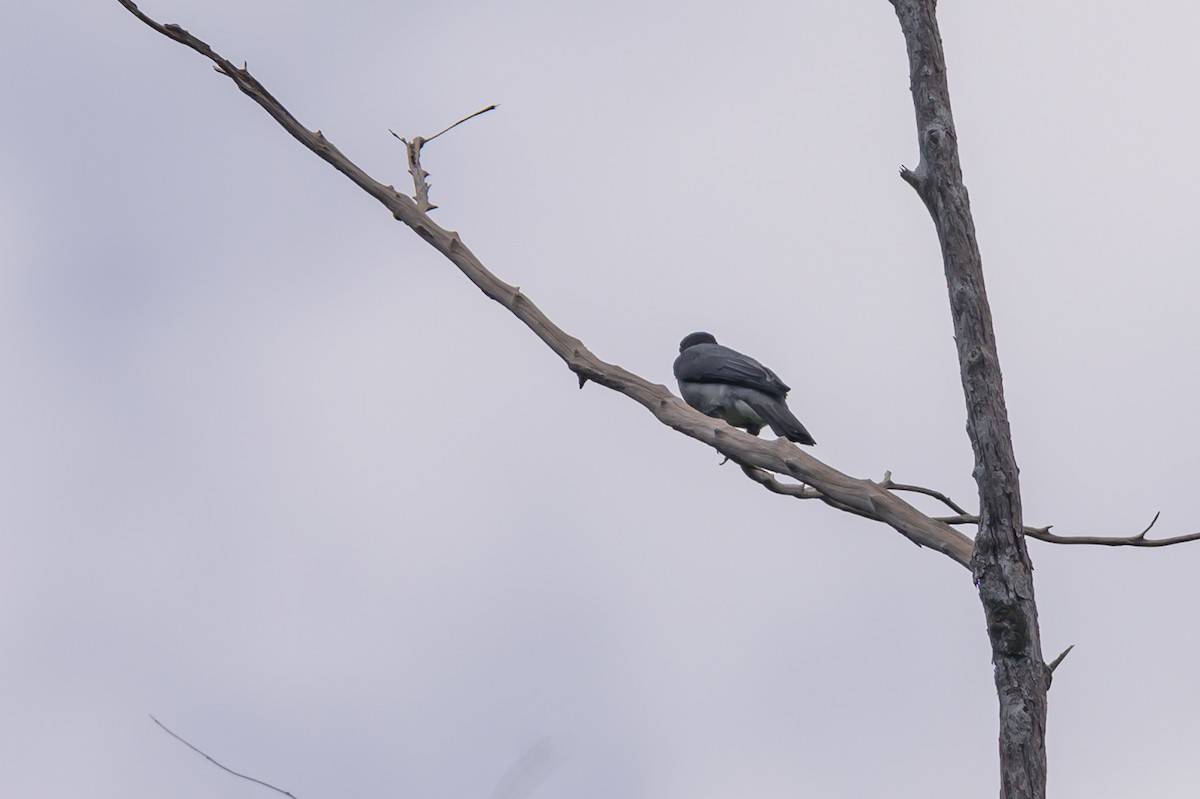 Moluccan Cuckooshrike - ML617324075