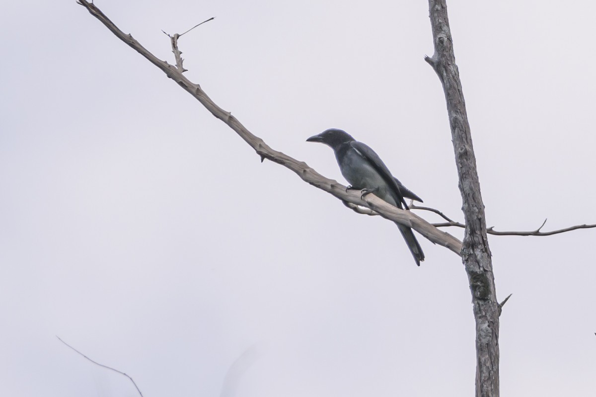 Moluccan Cuckooshrike - ML617324076