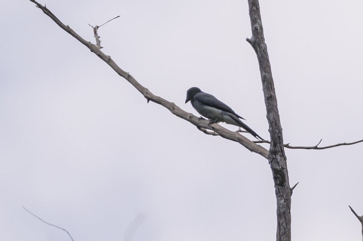 Moluccan Cuckooshrike - ML617324079