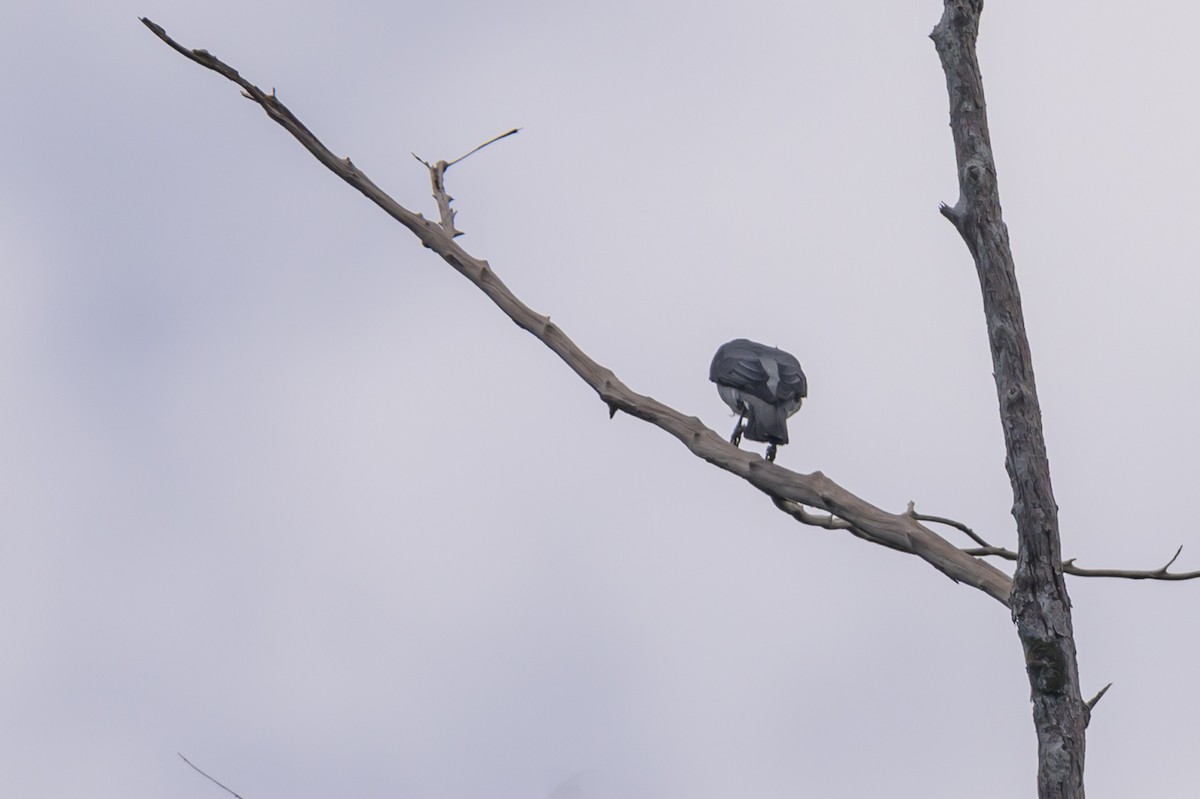 Moluccan Cuckooshrike - ML617324080