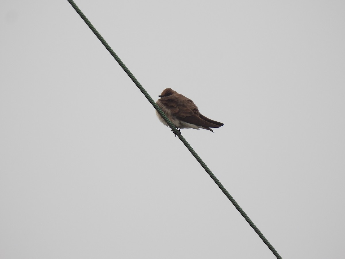 Northern Rough-winged Swallow - ML617324083