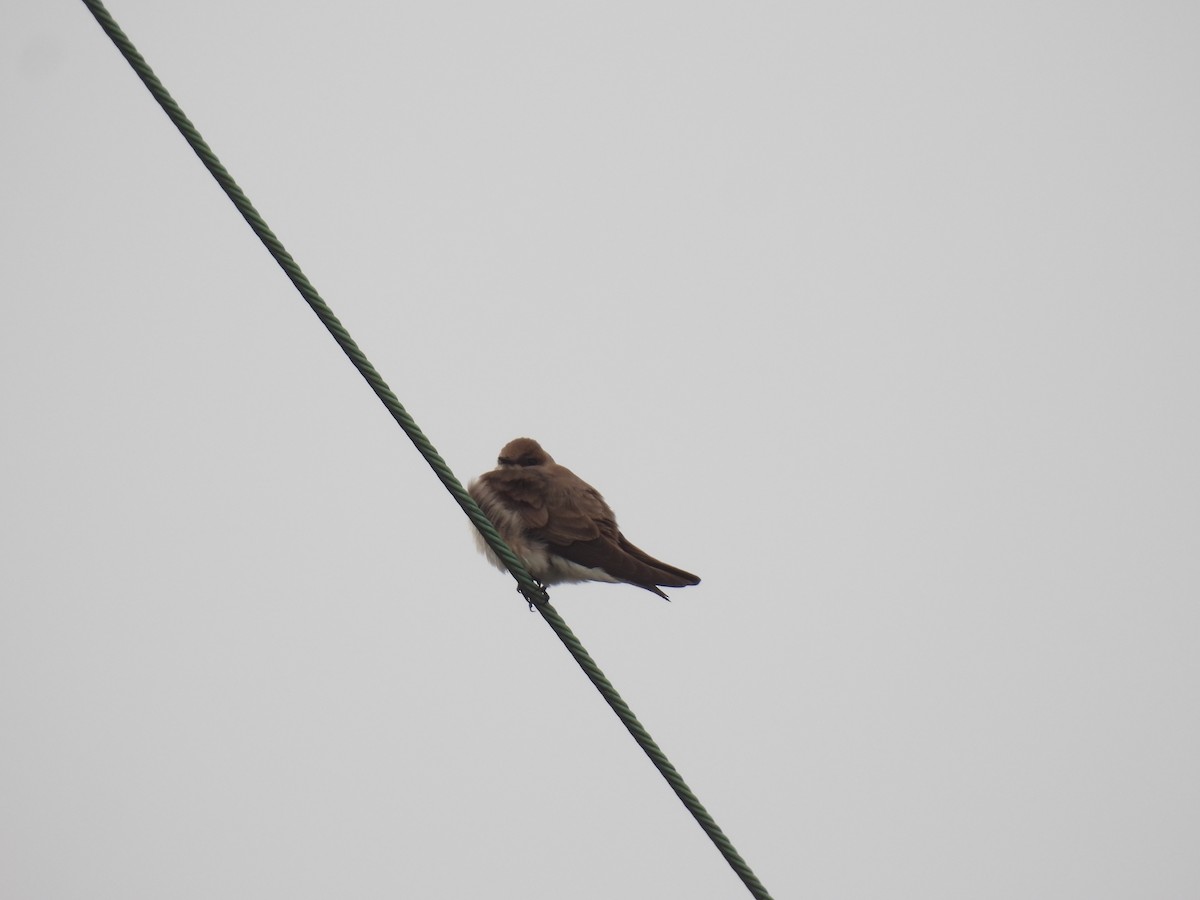 Northern Rough-winged Swallow - ML617324087