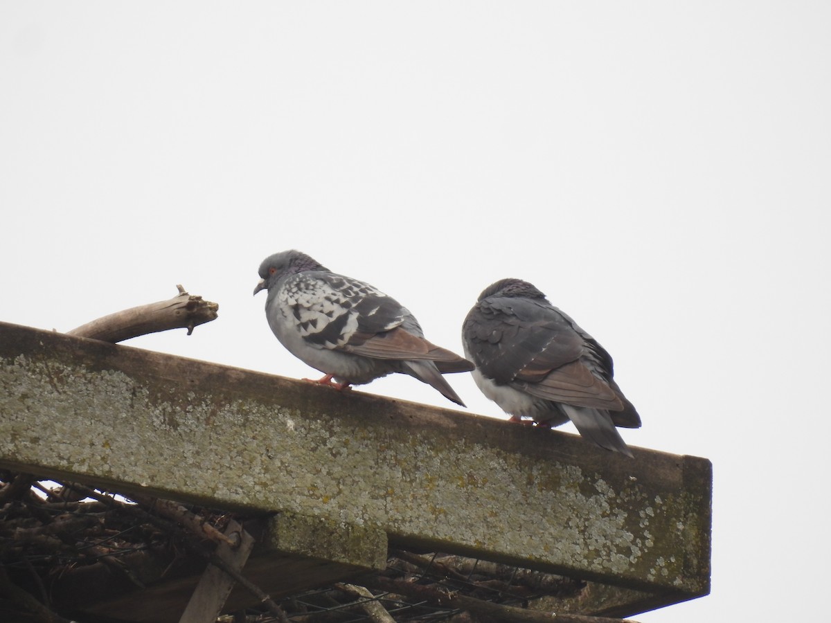 Rock Pigeon (Feral Pigeon) - ML617324095