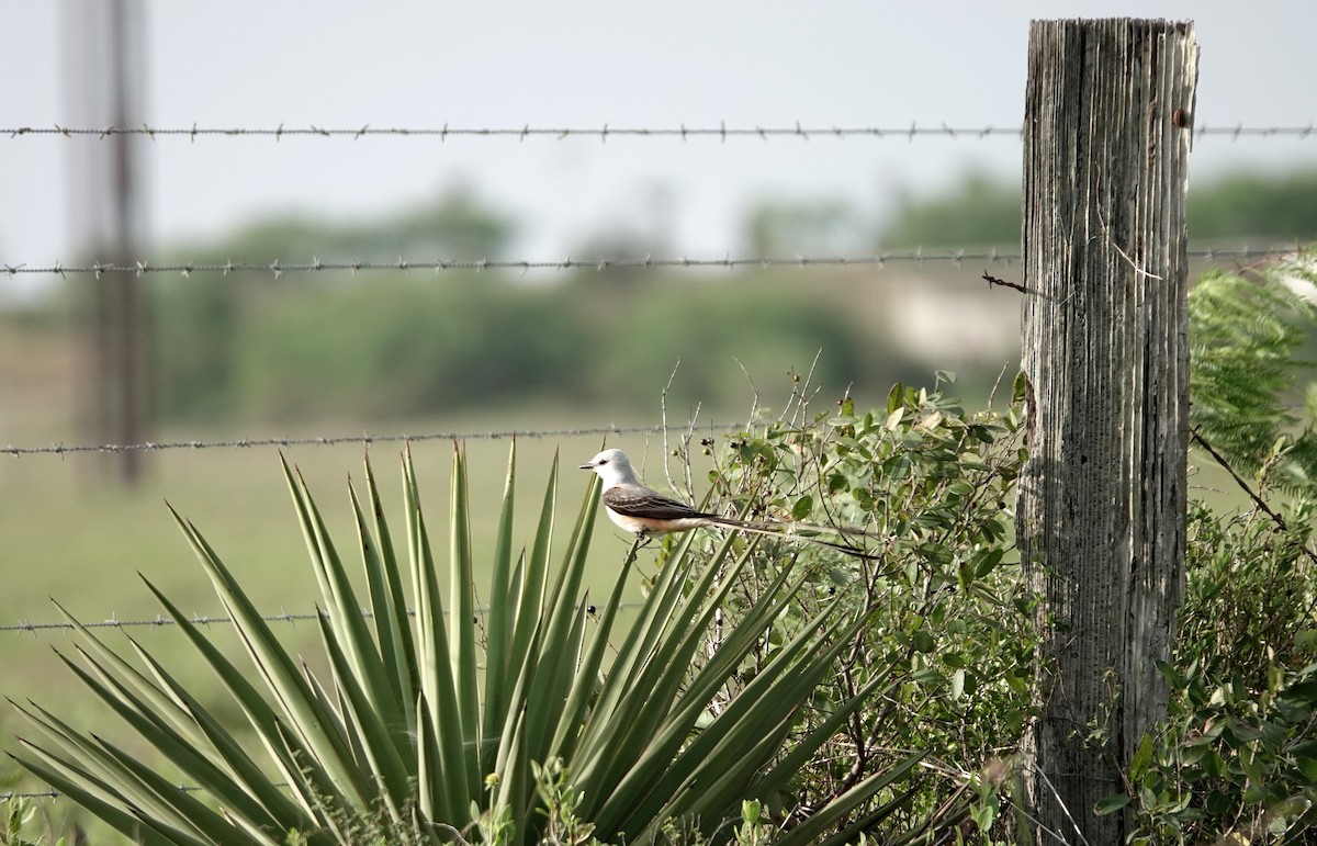 Scissor-tailed Flycatcher - ML617324119