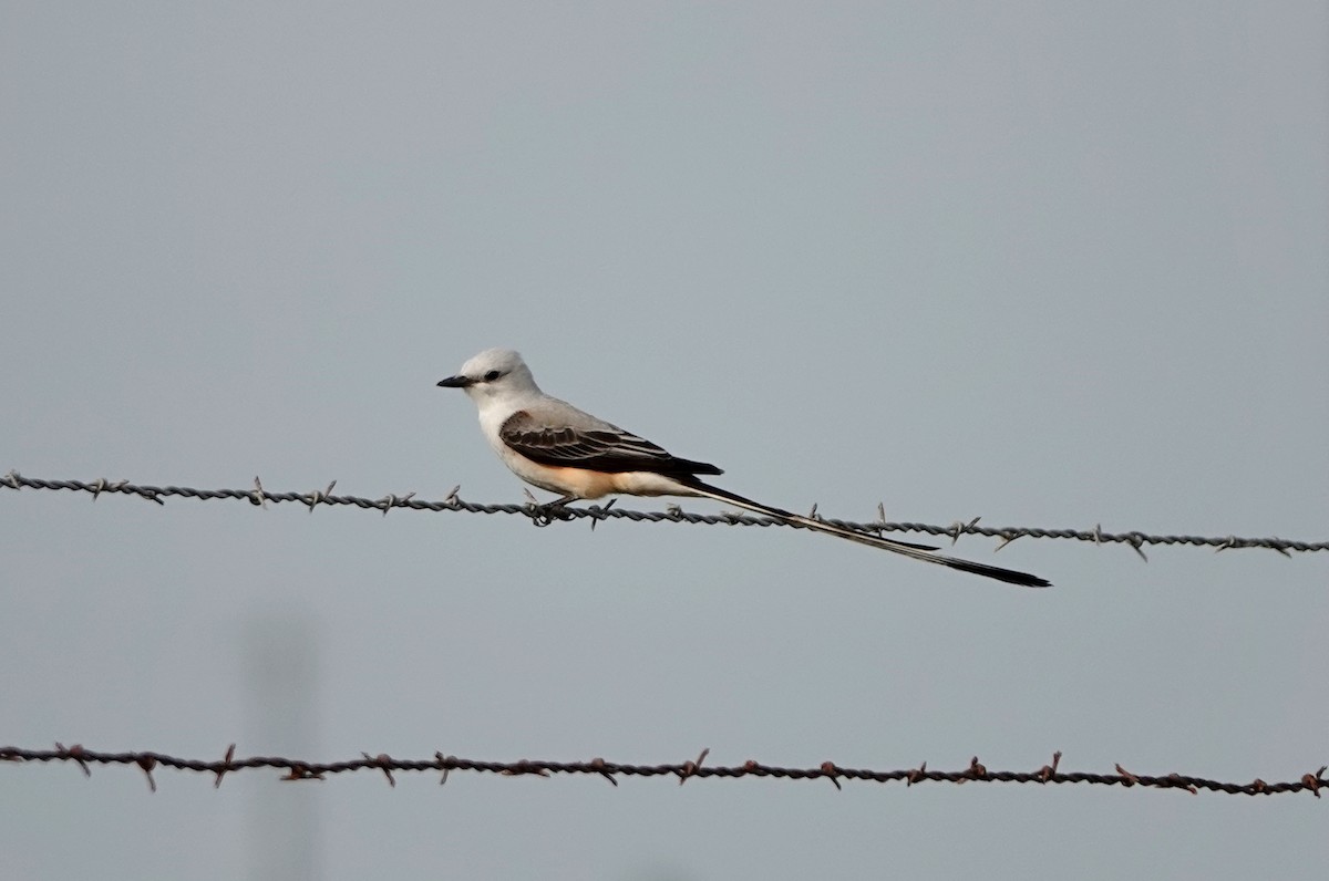 Scissor-tailed Flycatcher - ML617324126