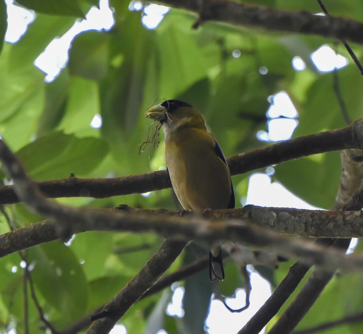 Hooded Grosbeak - ML617324146