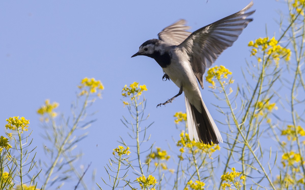 White Wagtail - ML617324154