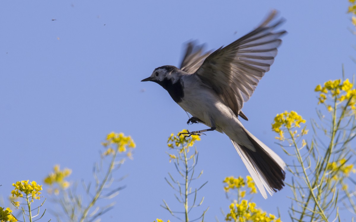 White Wagtail - ML617324156