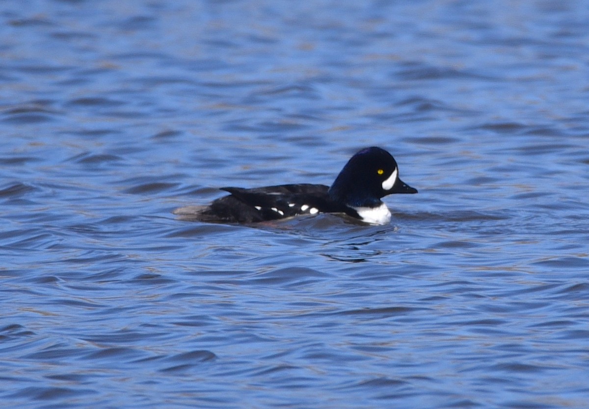 Barrow's Goldeneye - ML617324176