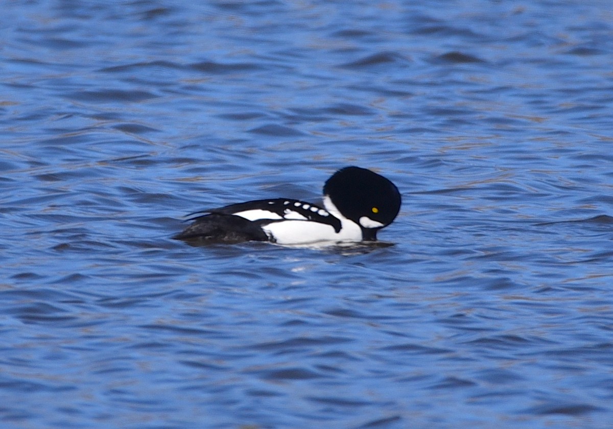 Barrow's Goldeneye - ML617324177