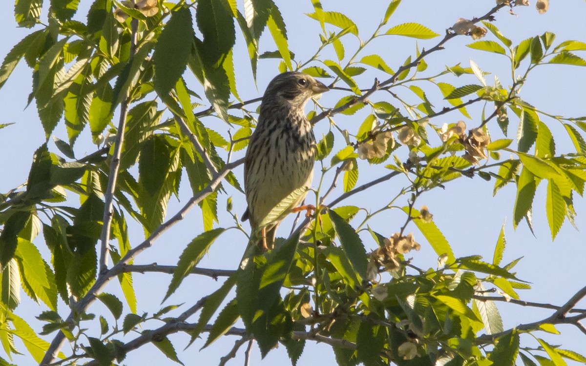 Corn Bunting - ML617324185