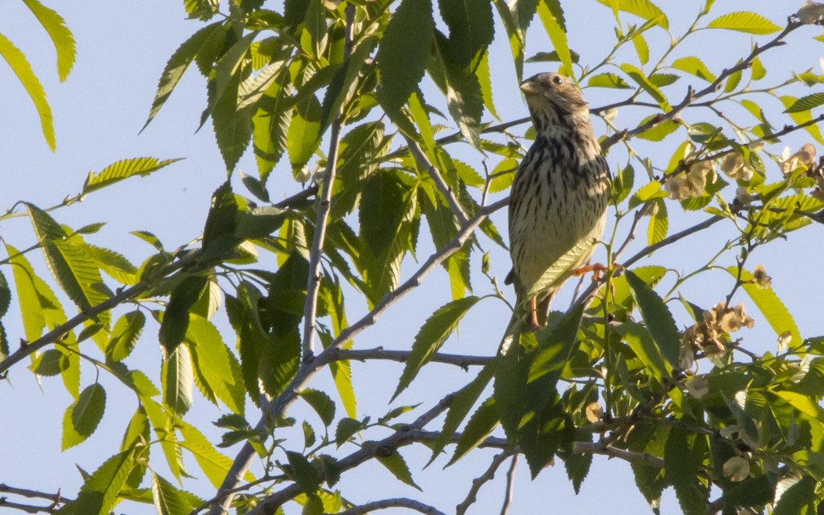 Corn Bunting - Jesús Iglesias