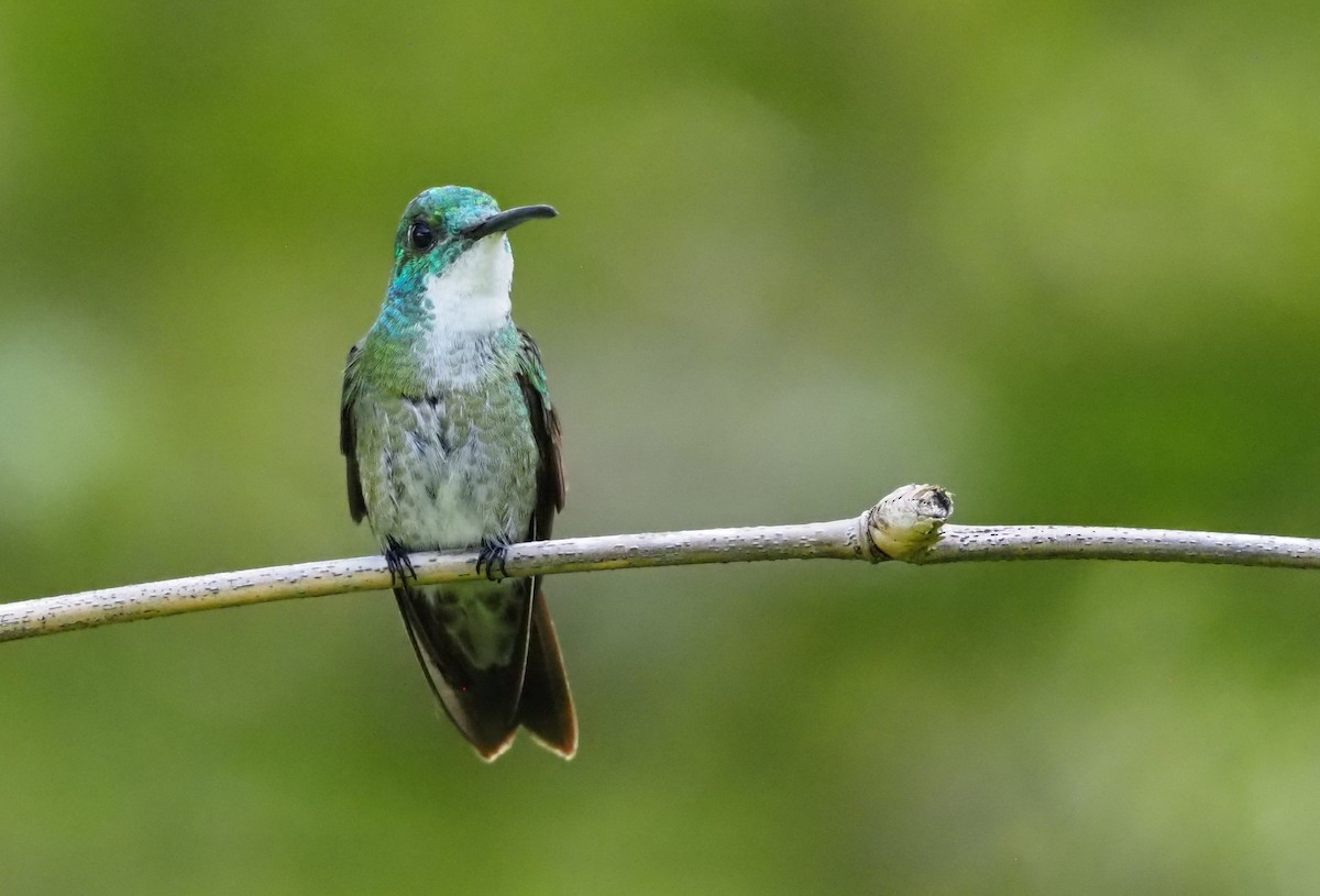 White-chested Emerald - ML617324227