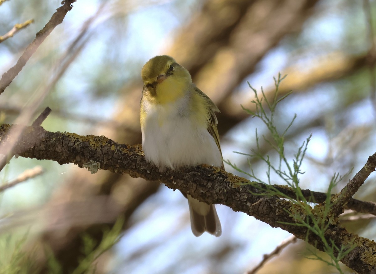 Wood Warbler - ML617324228