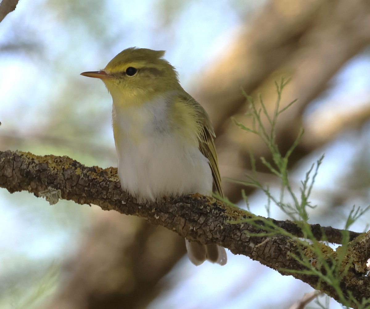 Wood Warbler - Faustino Chamizo Ragel