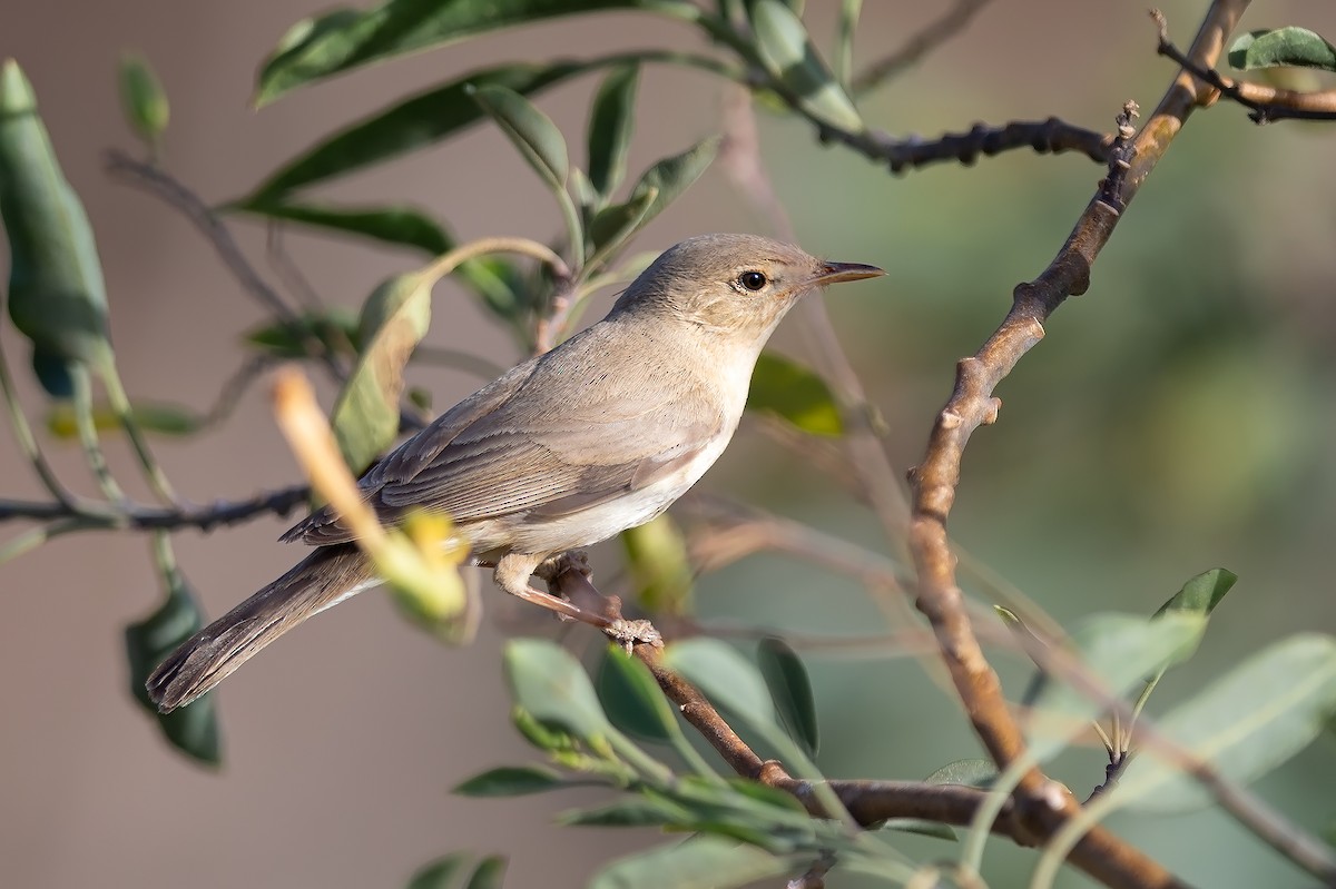 sedmihlásek západní - ML617324251