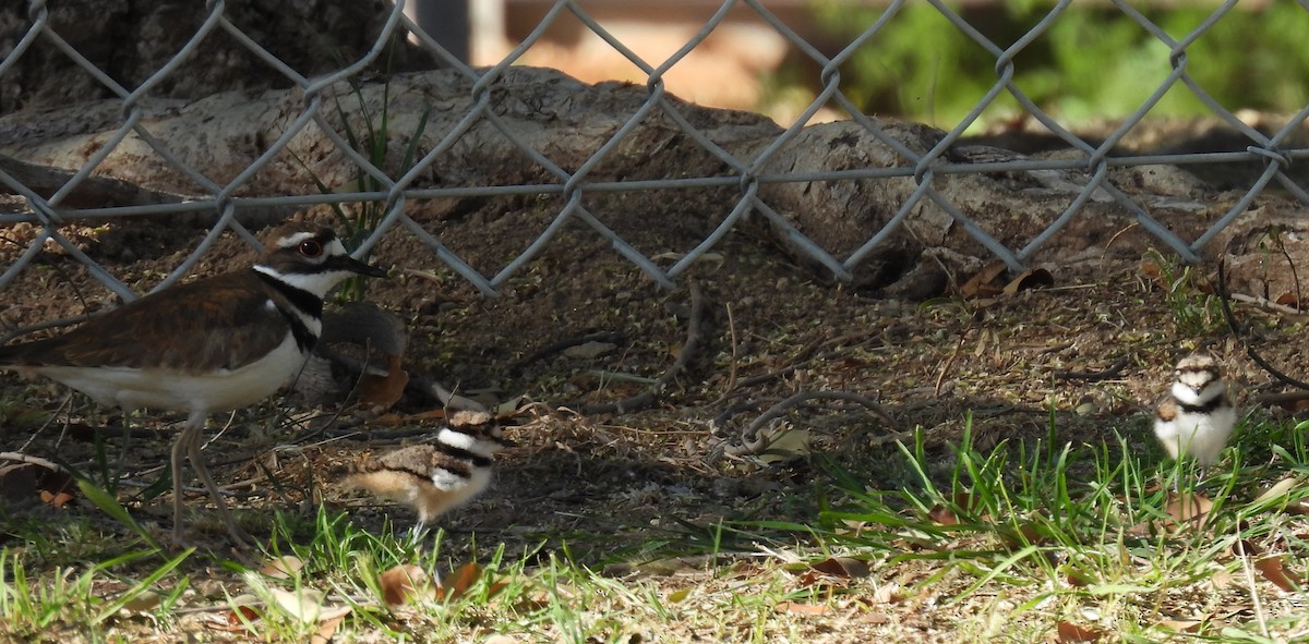 Killdeer - ML617324252