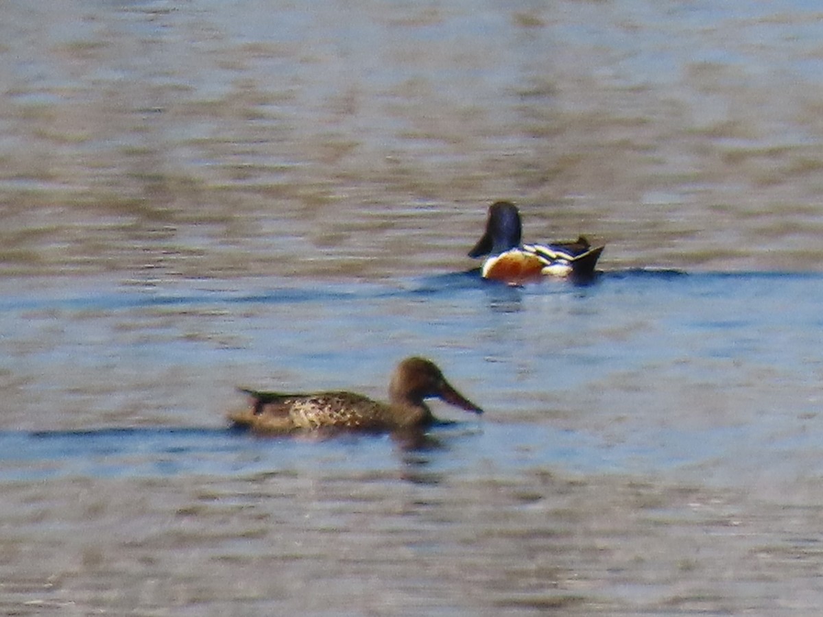 Northern Shoveler - ML617324263