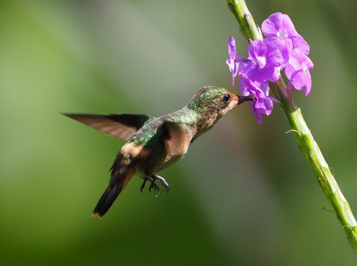 Tufted Coquette - ML617324325