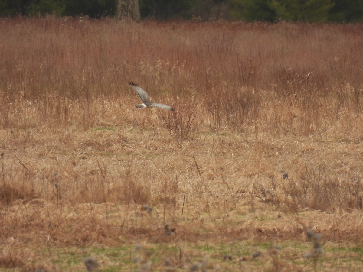 Northern Harrier - ML617324352