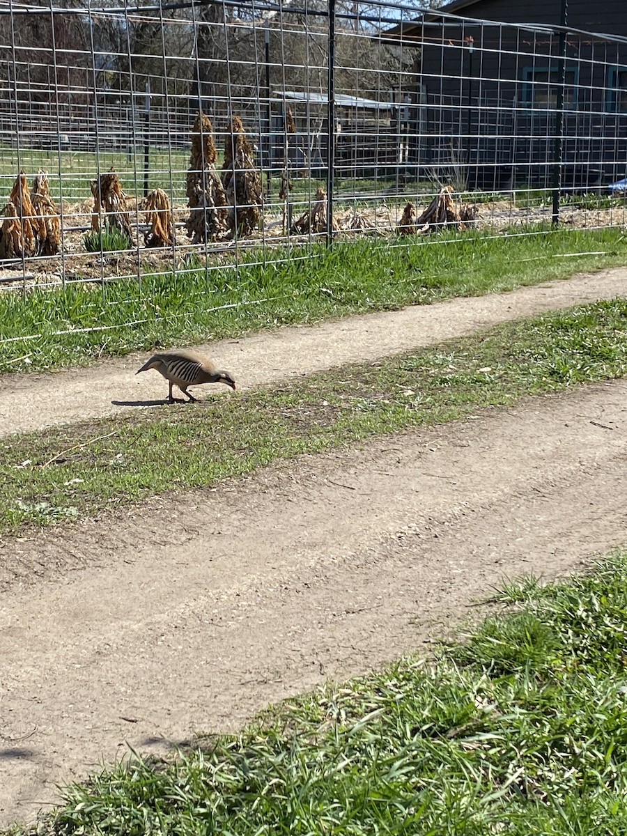 Chukar - Eric Rasmussen