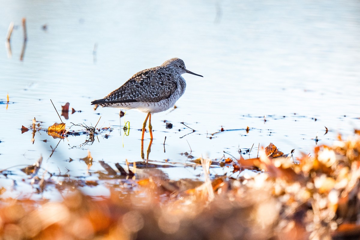 Lesser Yellowlegs - ML617324362