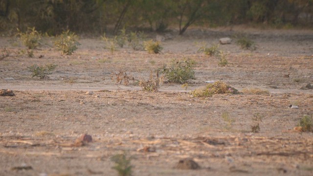 Gray Francolin - ML617324364