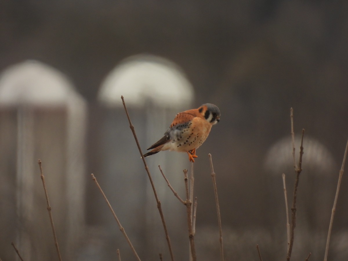 American Kestrel - John McKay