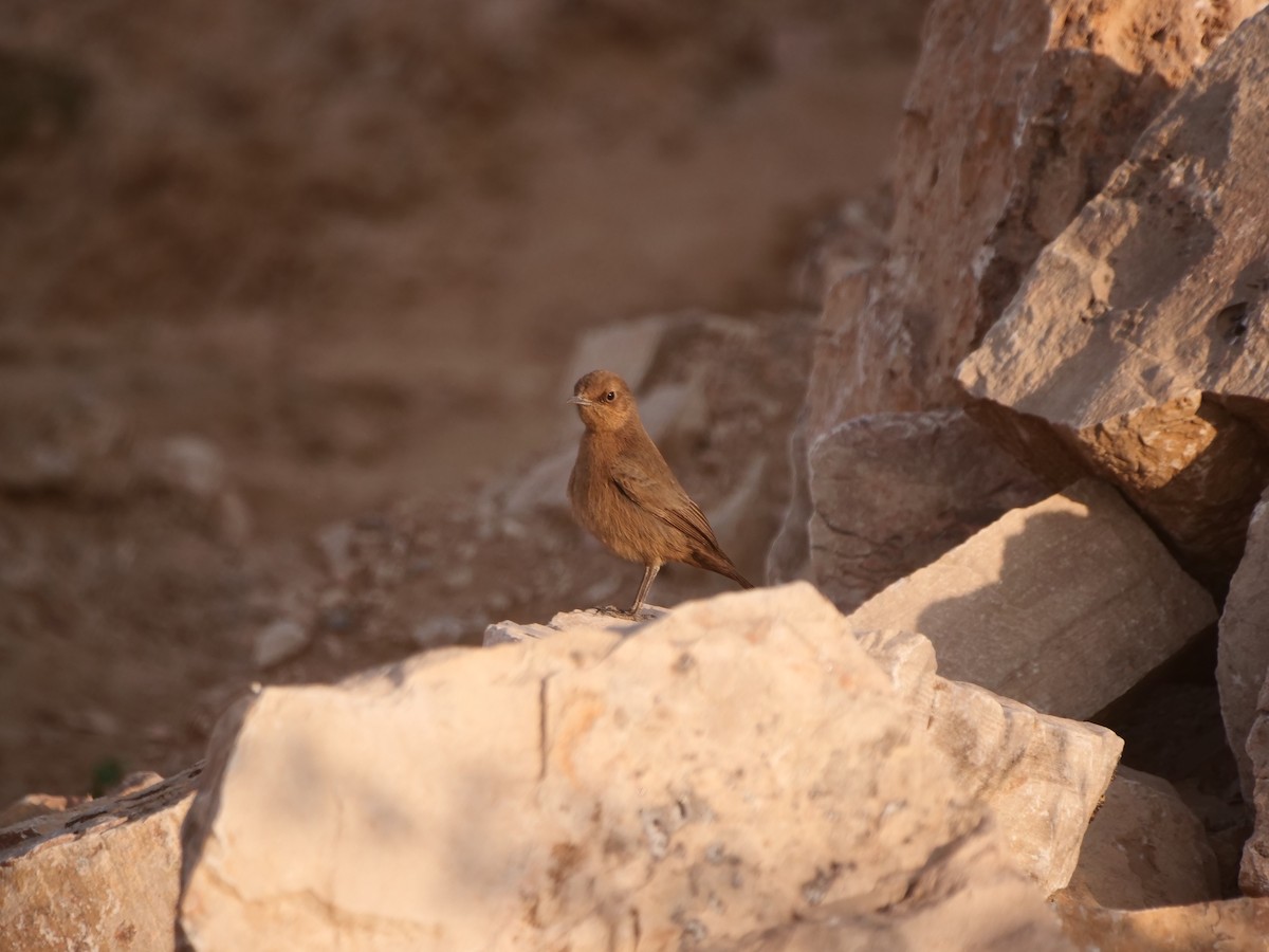 Brown Rock Chat - ML617324378