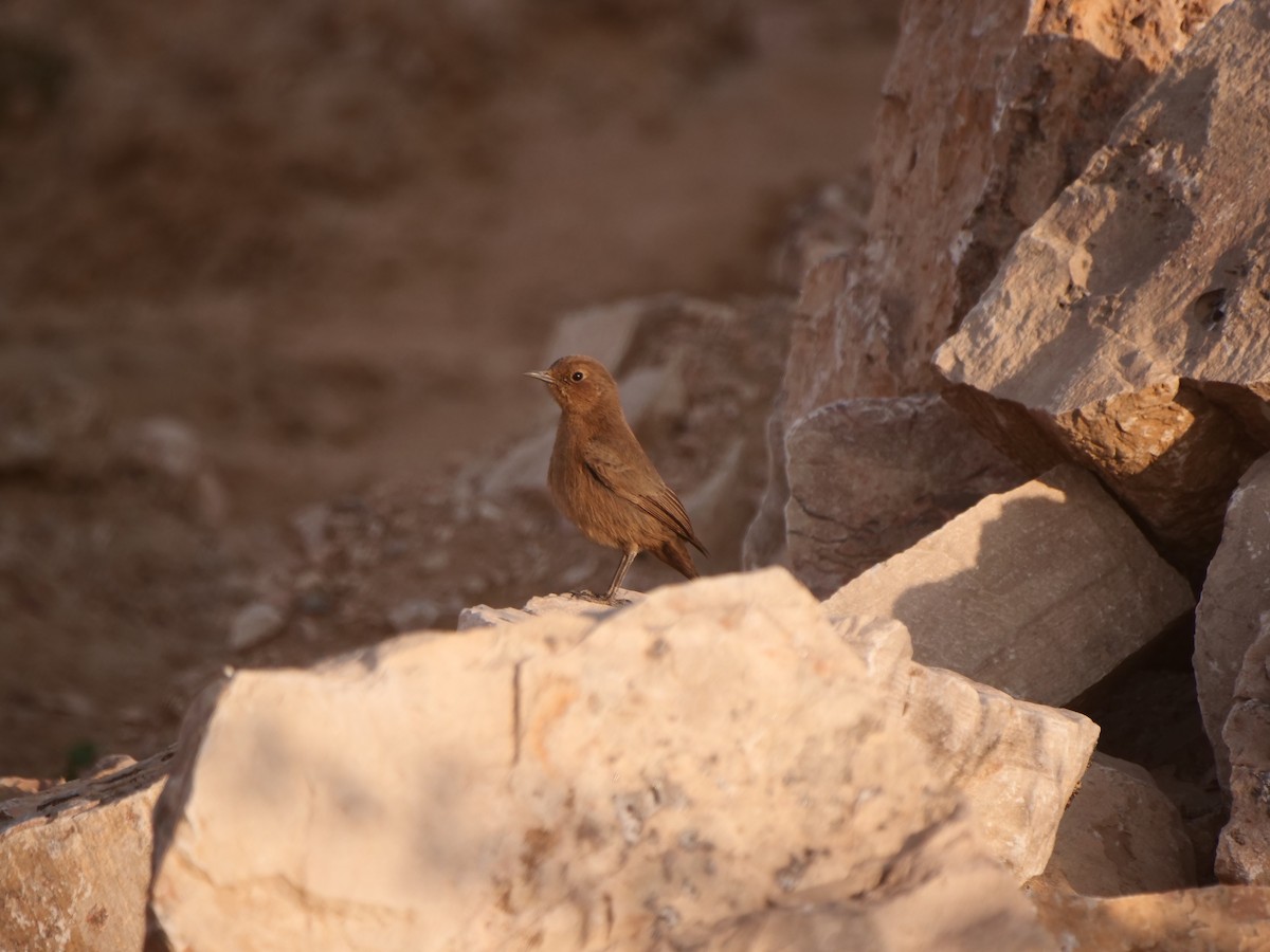 Brown Rock Chat - ML617324380