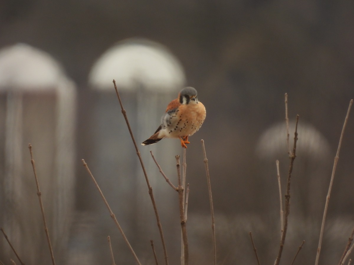 American Kestrel - John McKay