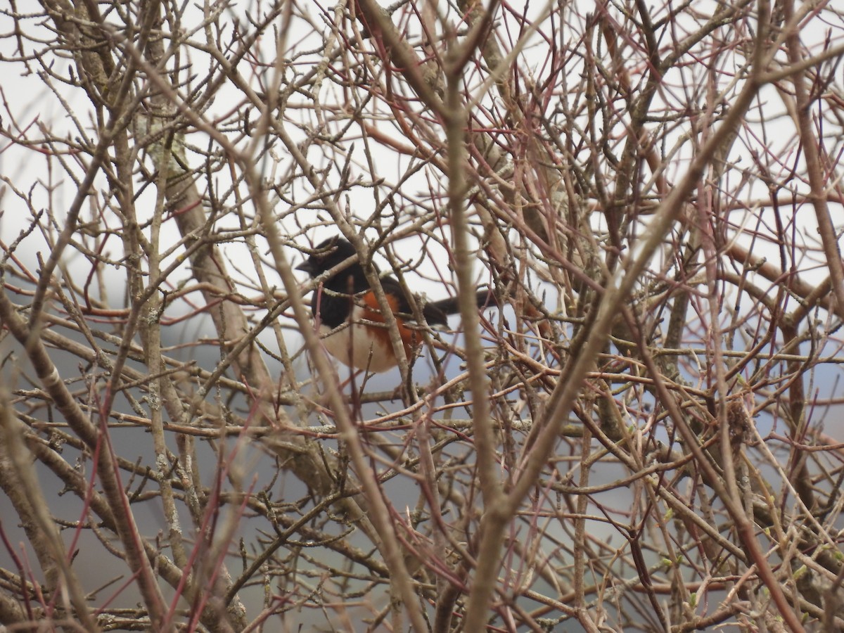 Eastern Towhee - John McKay