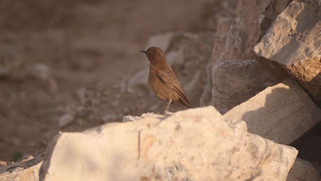 Brown Rock Chat - ML617324395