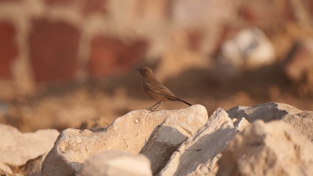 Brown Rock Chat - ML617324403