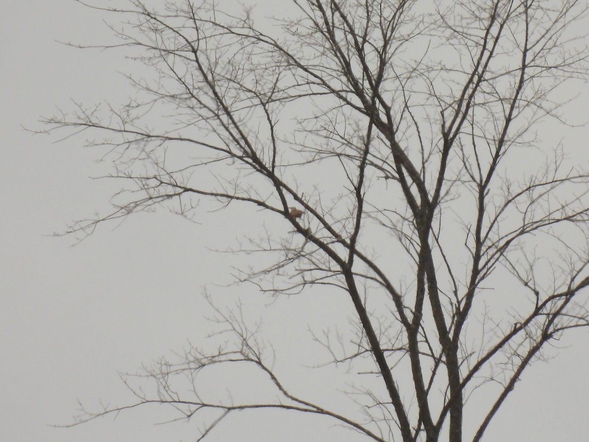 Eastern Meadowlark - ML617324421