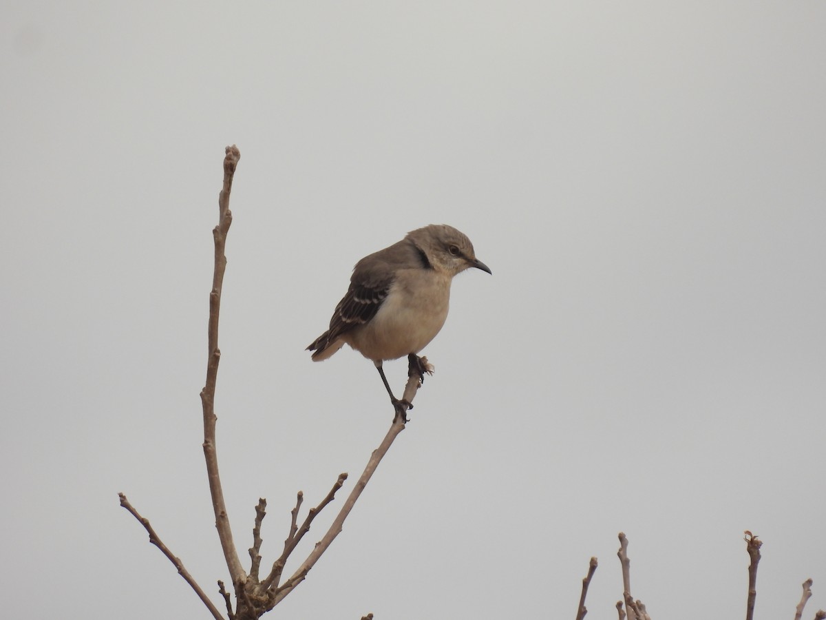 Northern Mockingbird - John McKay